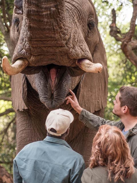 The Elephant Sanctuary